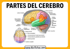 Areas del cerebro