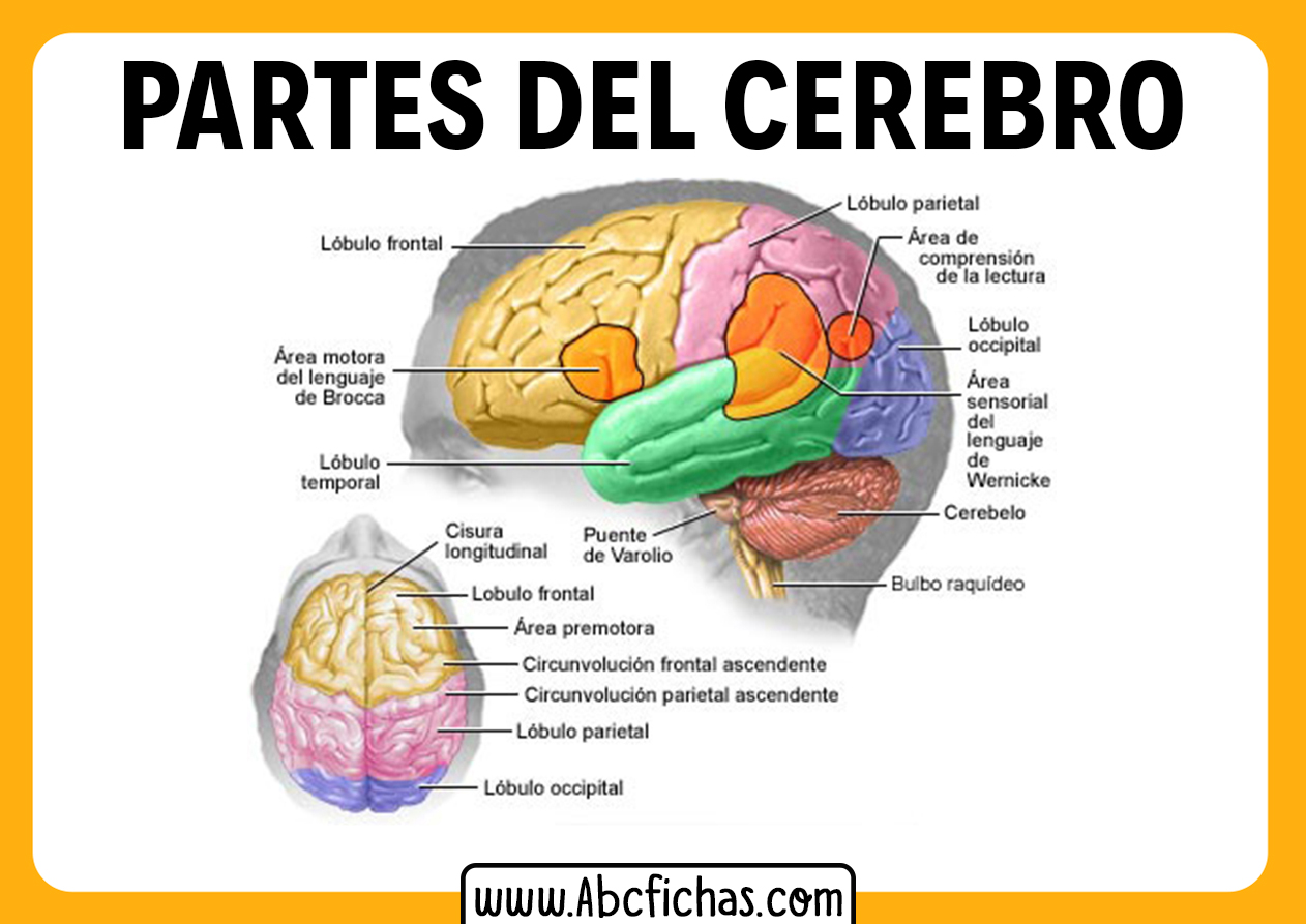 Areas del cerebro
