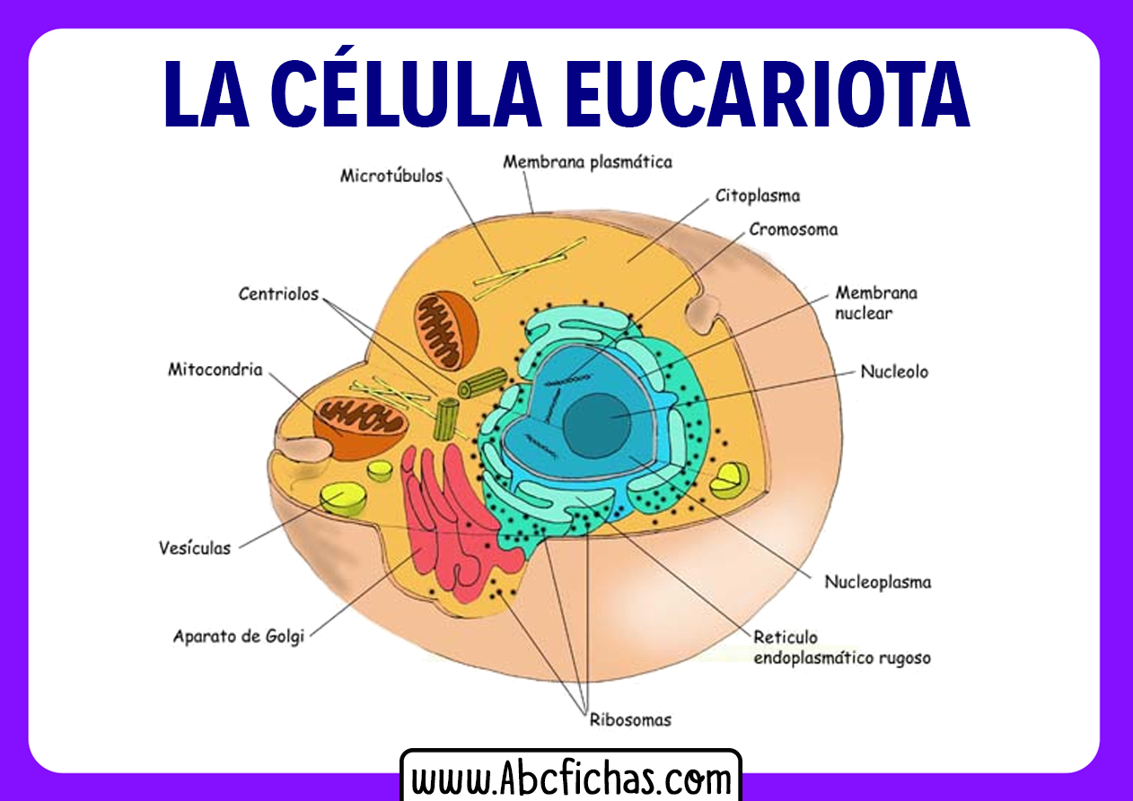 Estructura Interna Y Partes De La Célula Eucariota