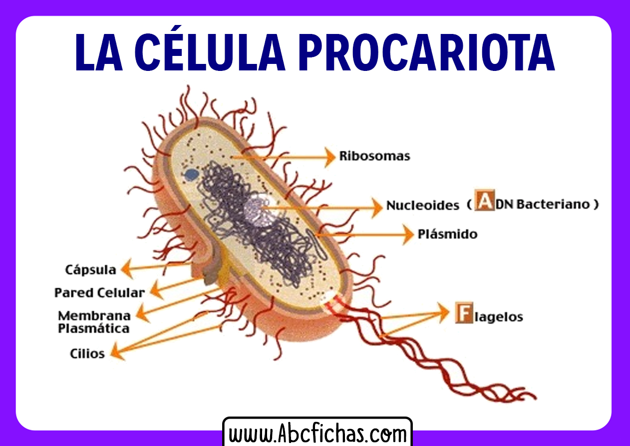 Celula procariota y sus partes