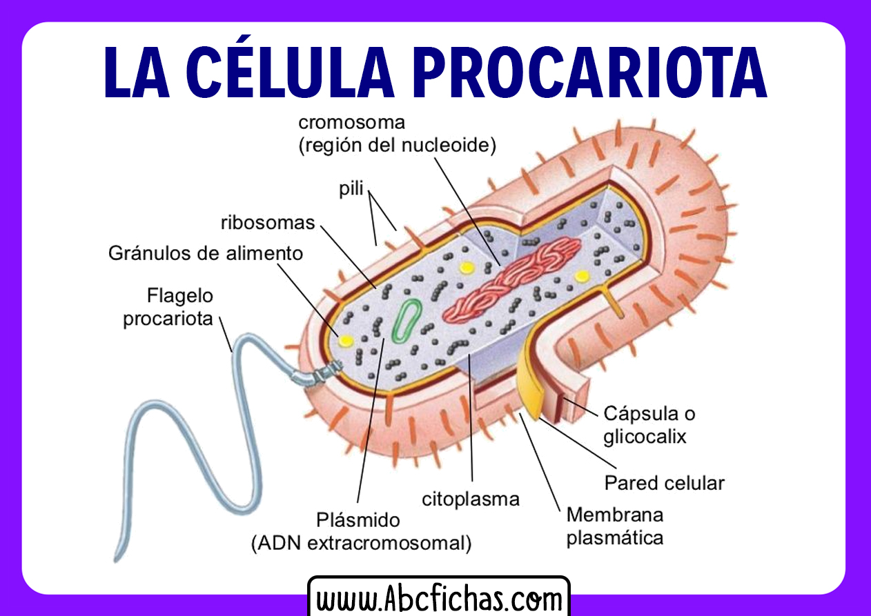 Celula procariota