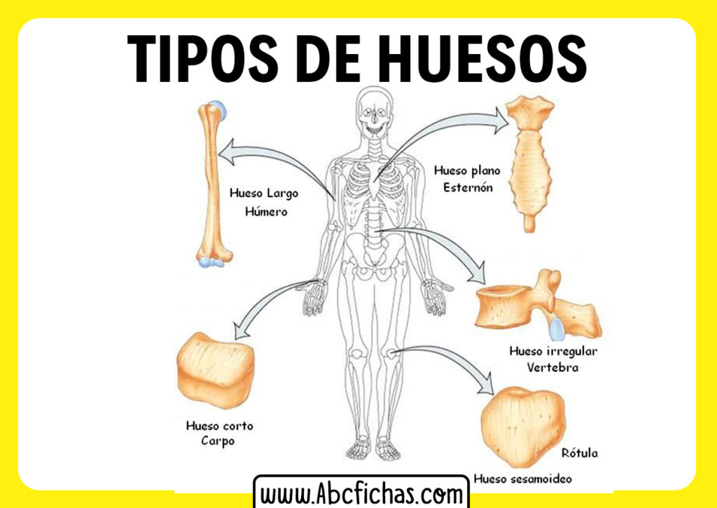 Tipos de Huesos Huesos largos, cortos, plano e irregulares