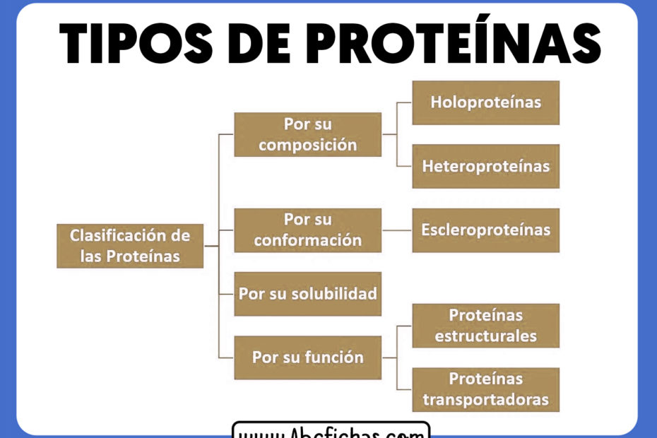 Clasificacion y tipos de proteinas