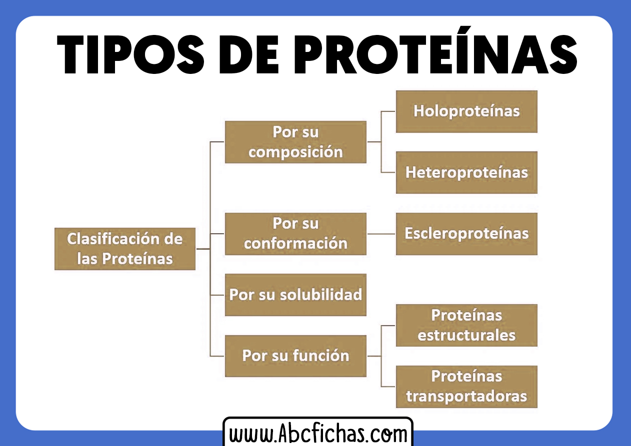 Clasificacion y tipos de proteinas