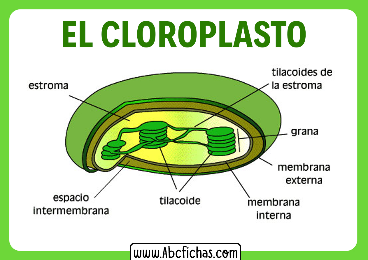 Cloroplasto celula vegetal