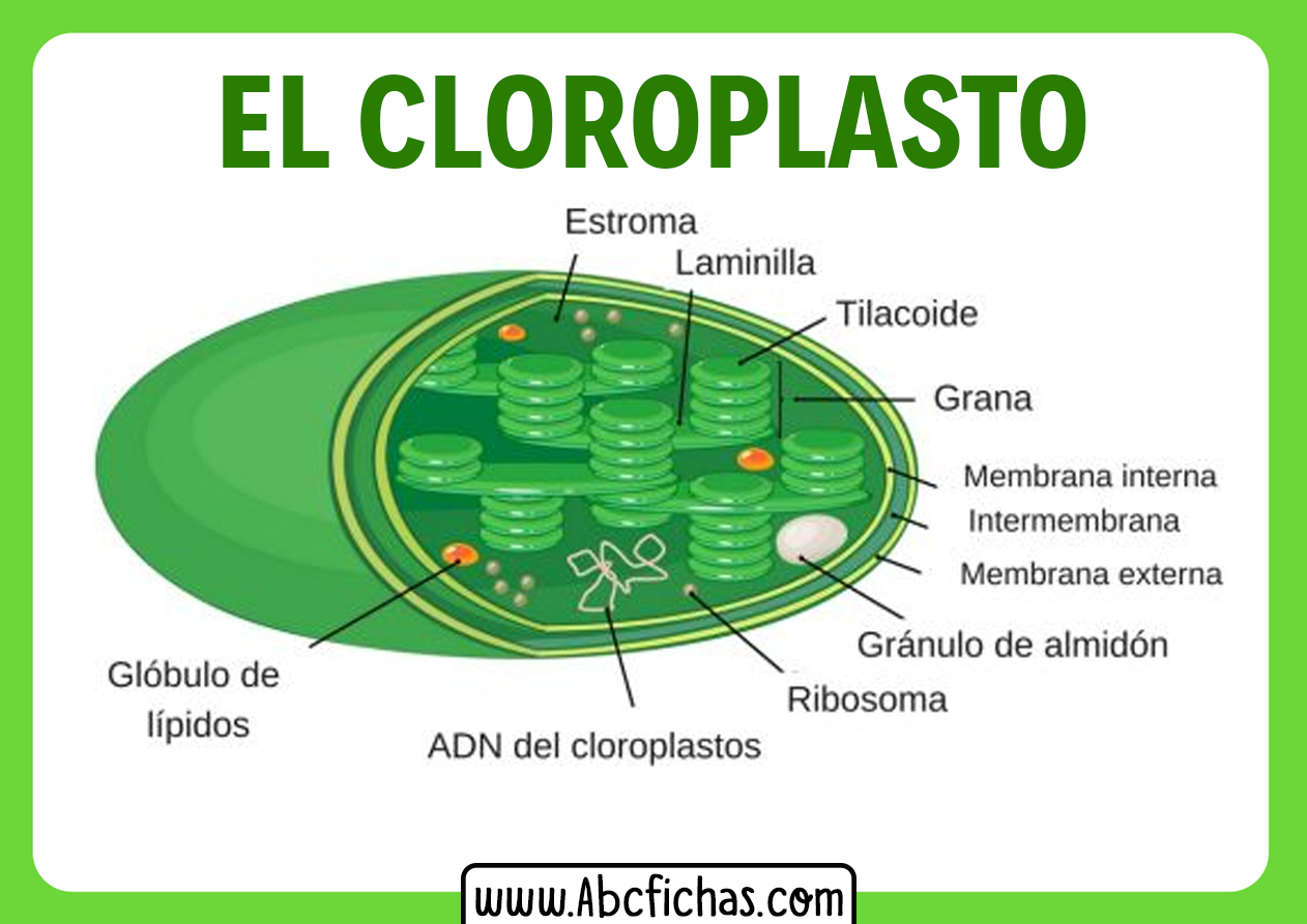 Cloroplasto y sus partes