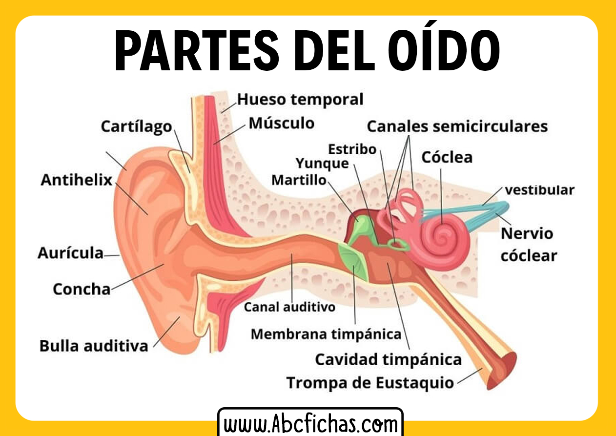 Como Es El Oido Por Dentro Abc Fichas