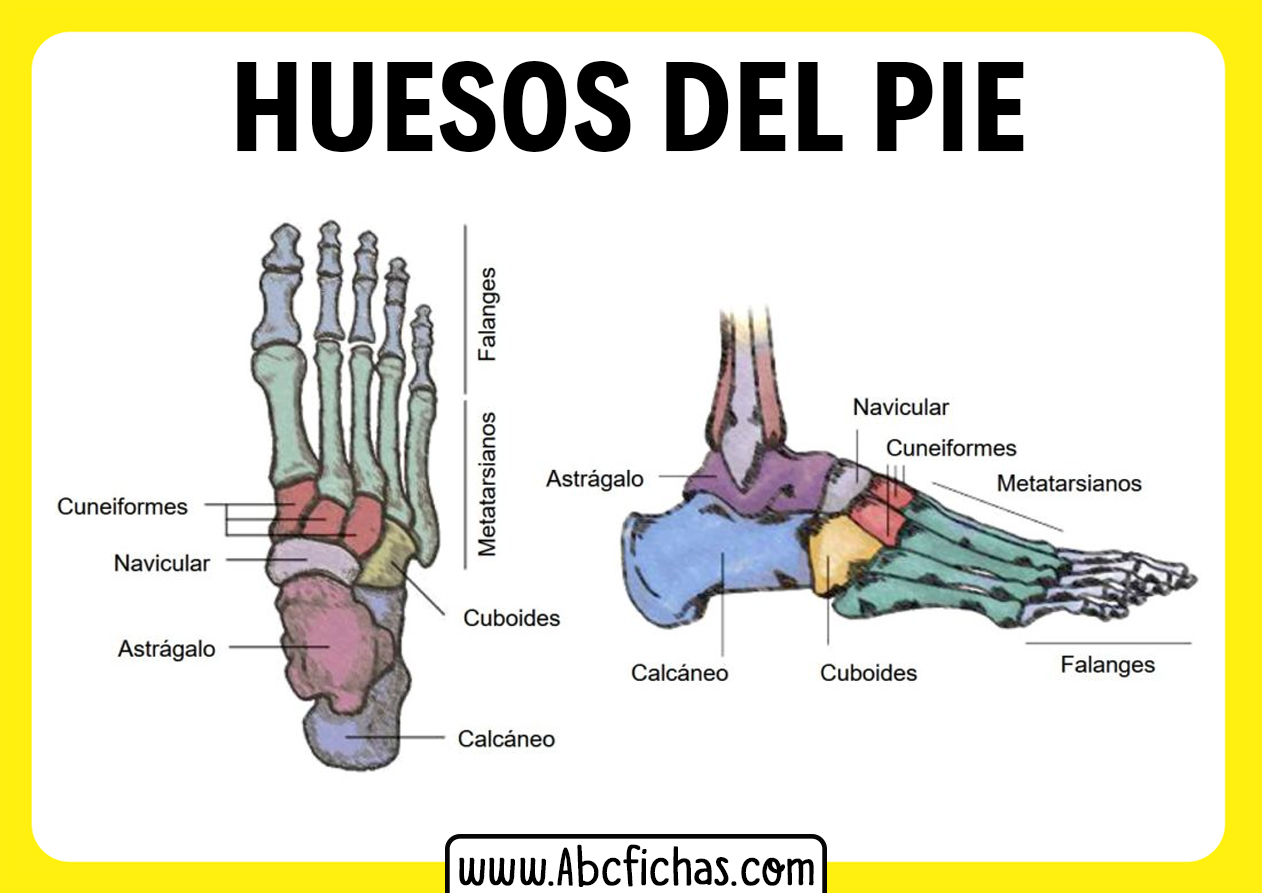 Como se llaman los huesos del pie