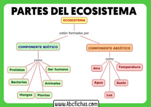 Componentes de un ecosistema y sus partes