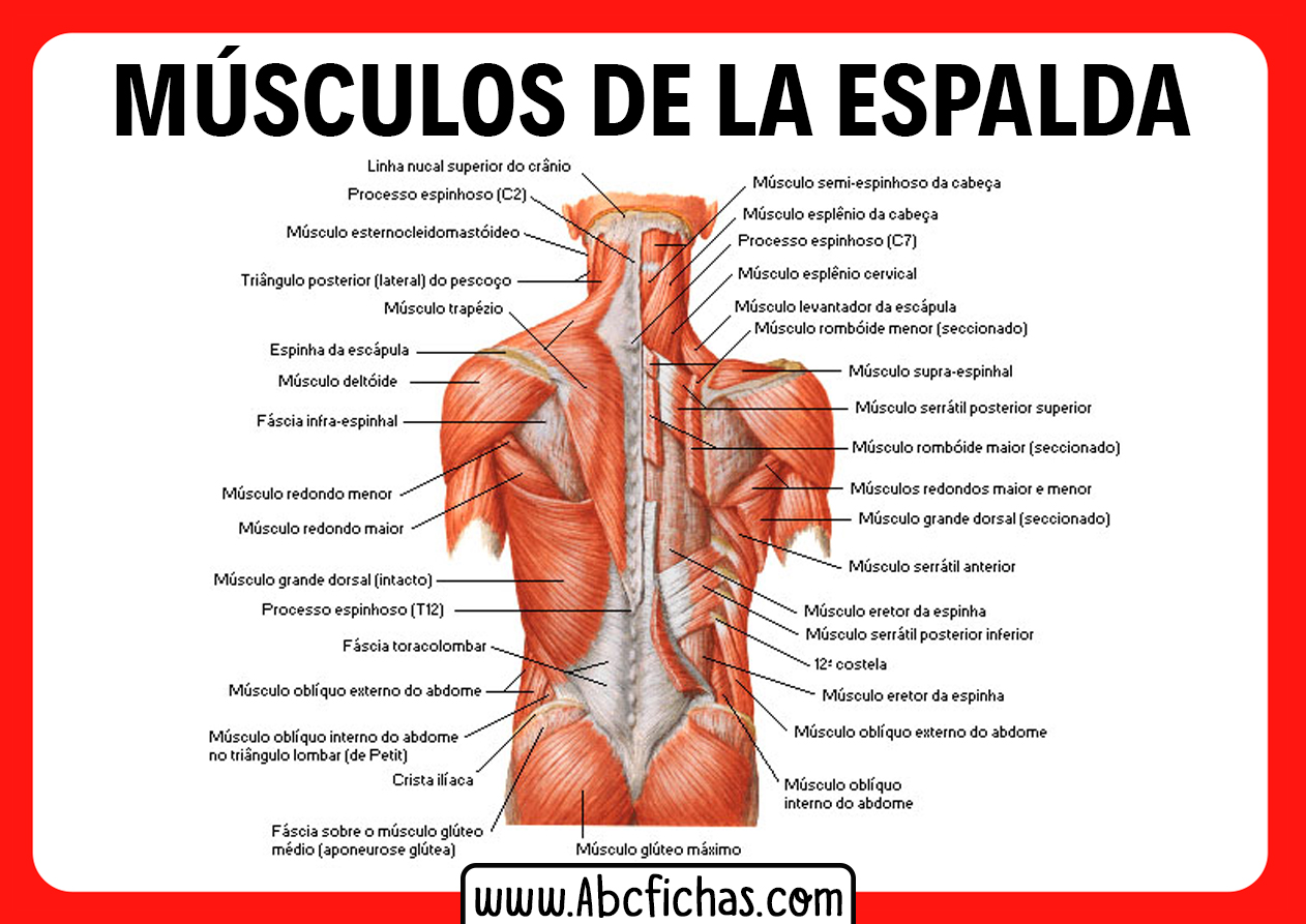 Como coger musculo