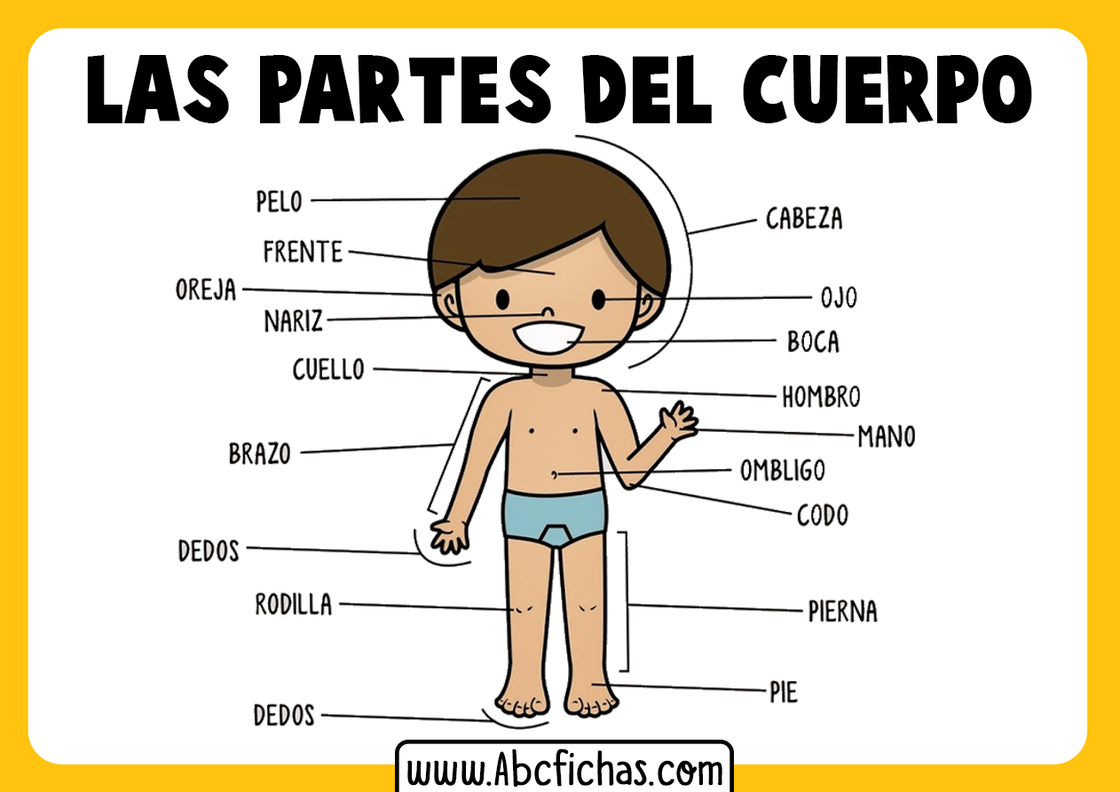 Las partes del cuerpo en ingles y pronunciacion