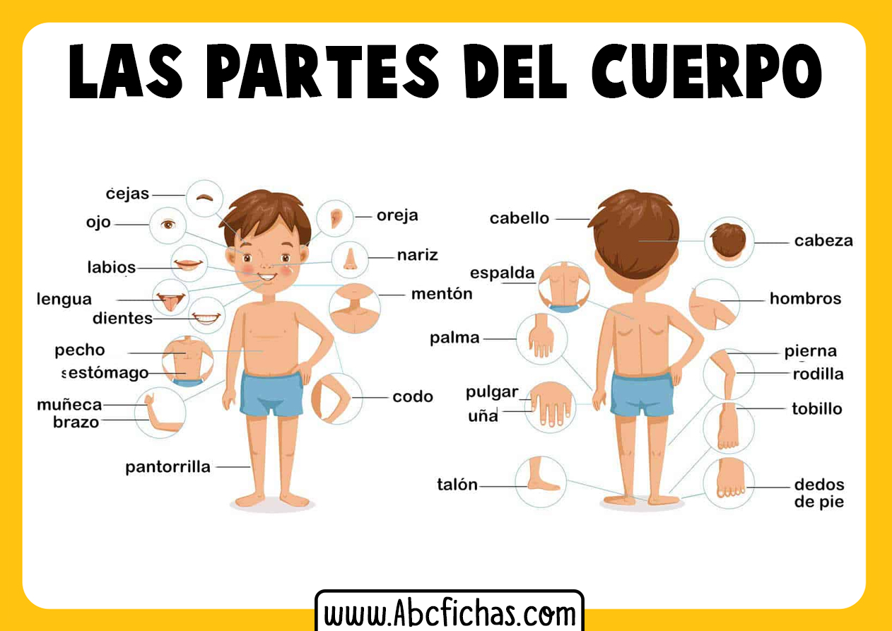 Dibujo de las partes del cuerpo para infantil - ABC Fichas