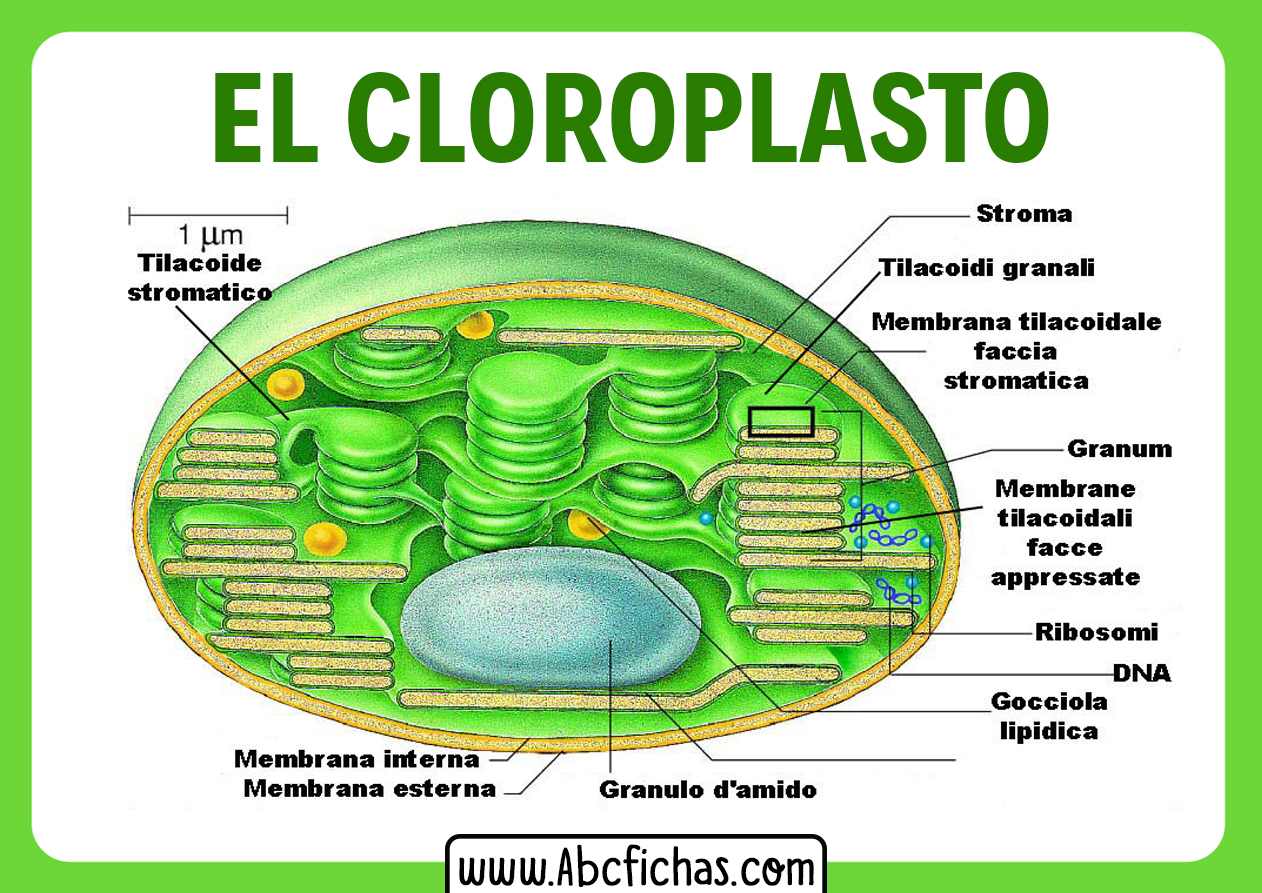 Dibujo del cloroplasto y sus partes