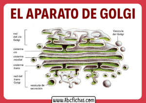 El aparato de golgi