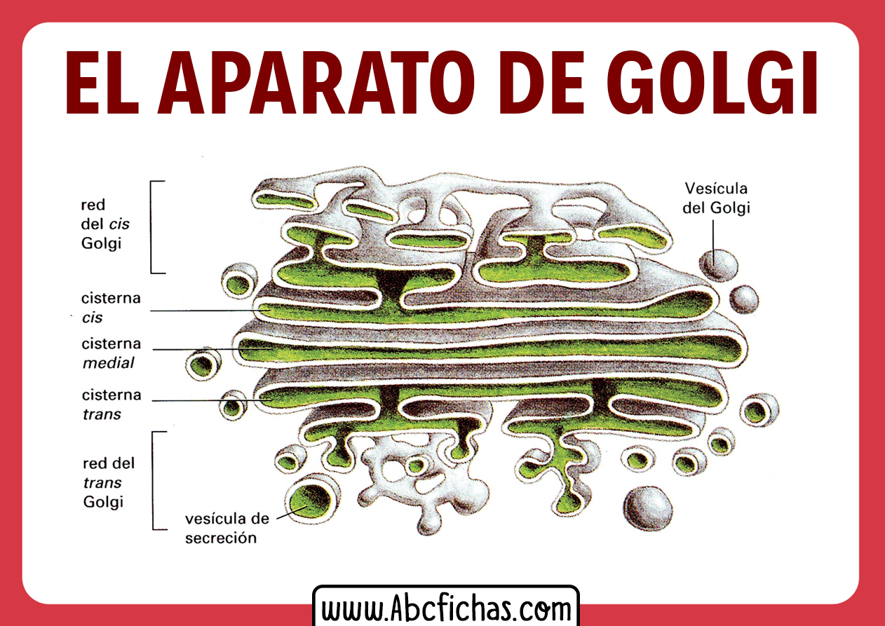 El aparato de golgi