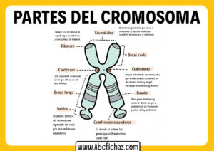 El cromosoma y sus partes
