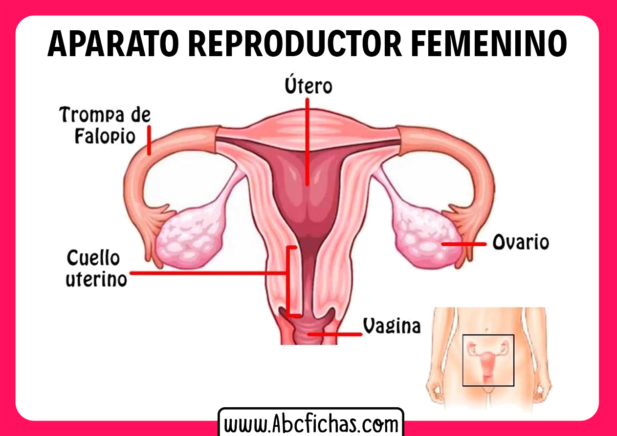 El aparato reproductor femenino