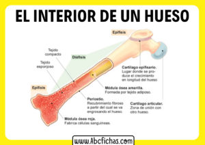 El interior de un hueso