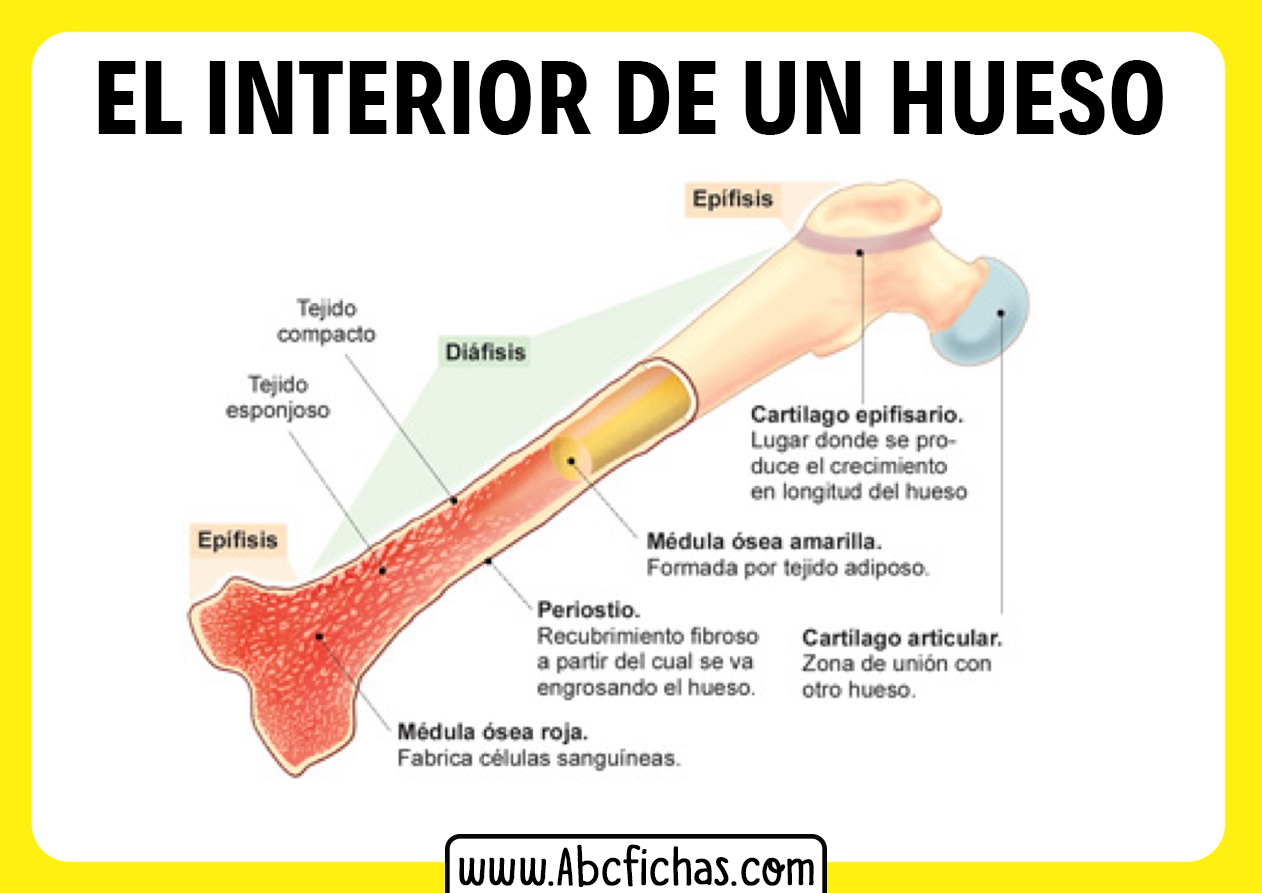 El interior de un hueso