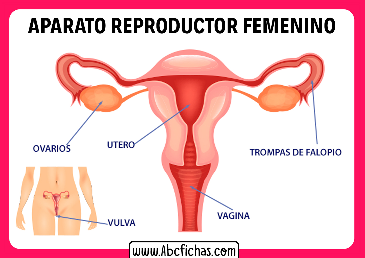 El sistema reproductor femenino