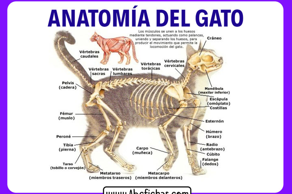 Esqueleto de un gato