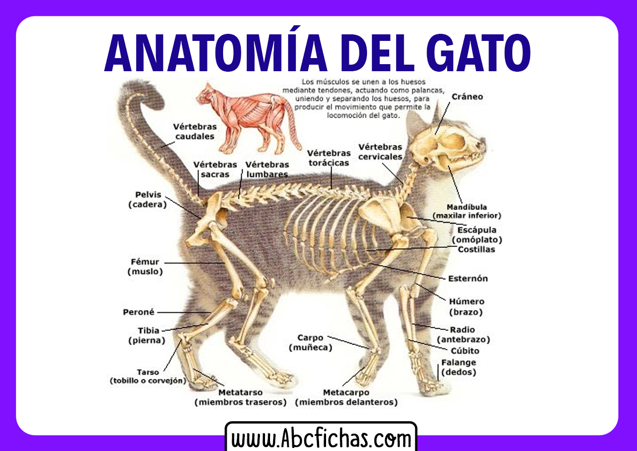 Gruñón de congestión Anatomía Interna de un Gato