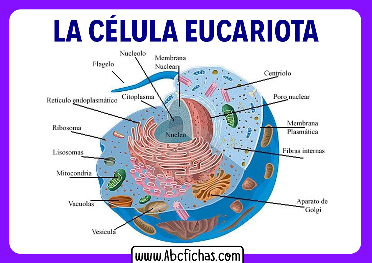 Estructura celula eucariota animal partes
