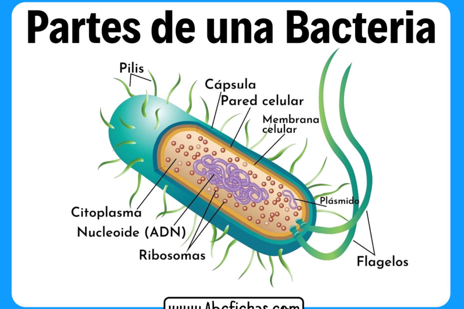 Estructura interna de una bacteria