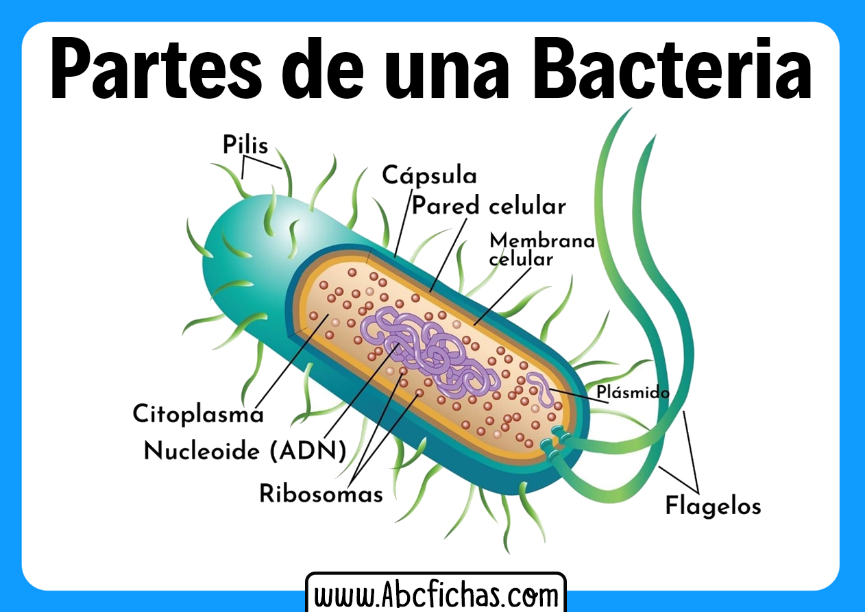 Estructura interna de una bacteria