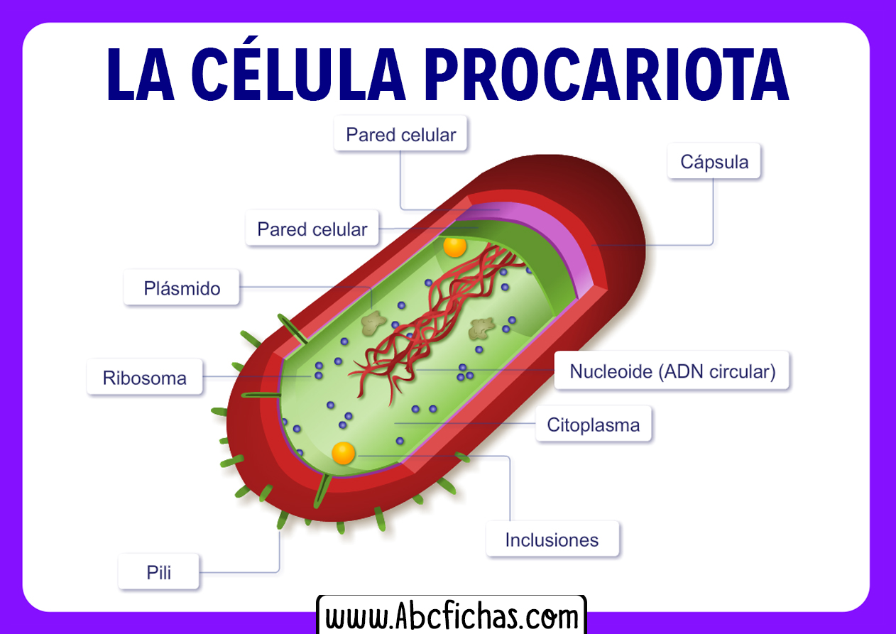 Estructura de la celula procariota