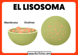 Estructura de un lisosoma