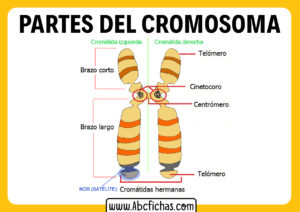 Estructura de un cromosoma