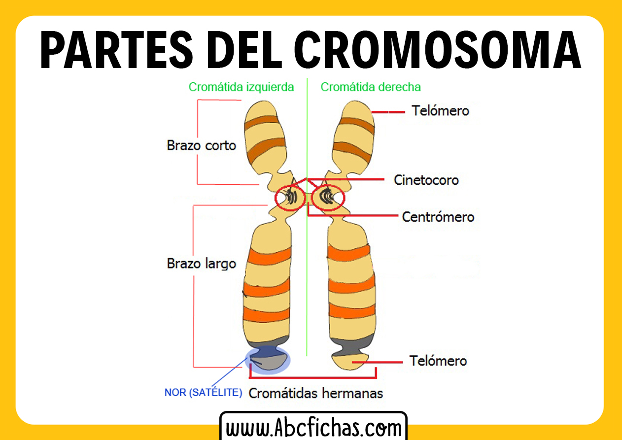 Tema 3 Estructura Del Cromosoma Eucariota Tema 3 Estructura Del Porn
