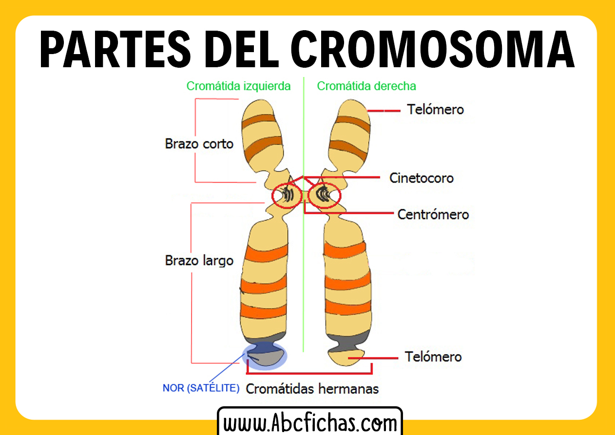 Cuanto cromosomas tenemos