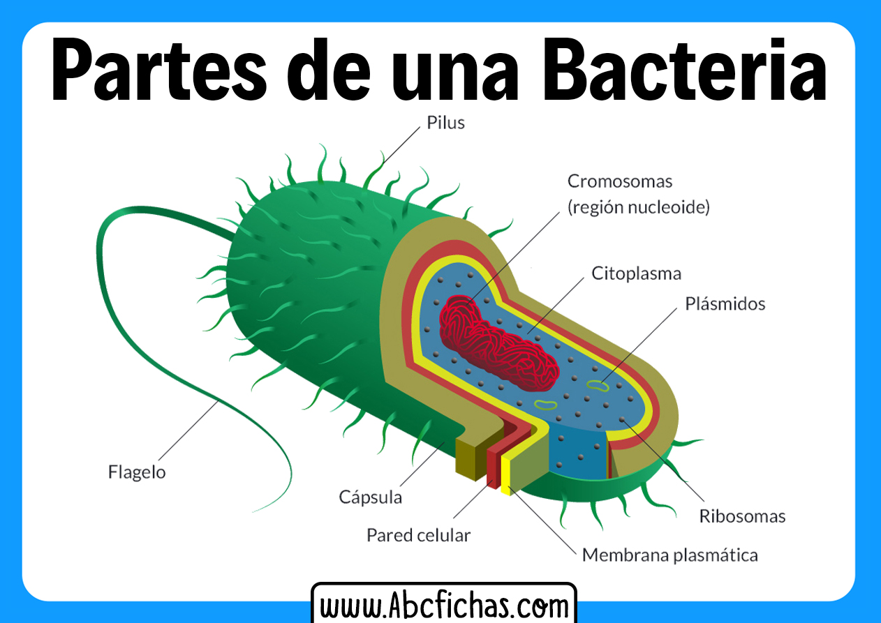 Estructura de una bacteria