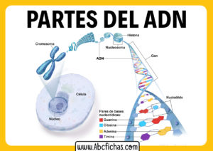 Estructura del adn