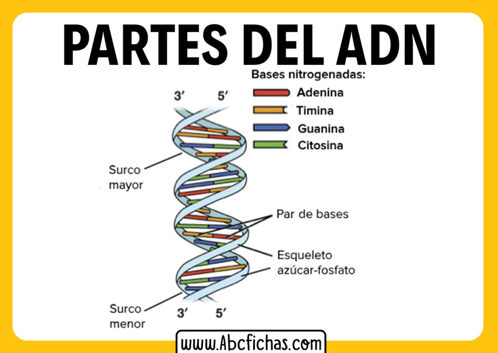 Componenetes estructura y partes del adn