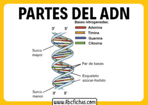 Estructura del adn bases nitrogenadas