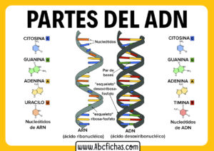 Estructura del adn y sus partes