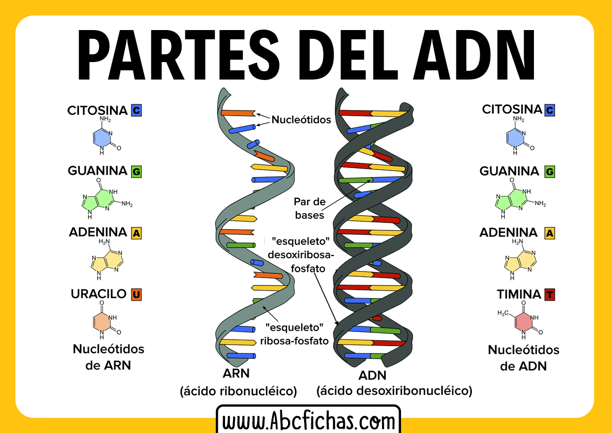 Estructura Del Adn Y Sus Partes Abc Fichas - kulturaupice