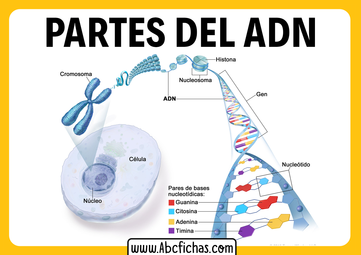 Estructura del adn