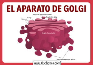 Estructura del aparato de golgi