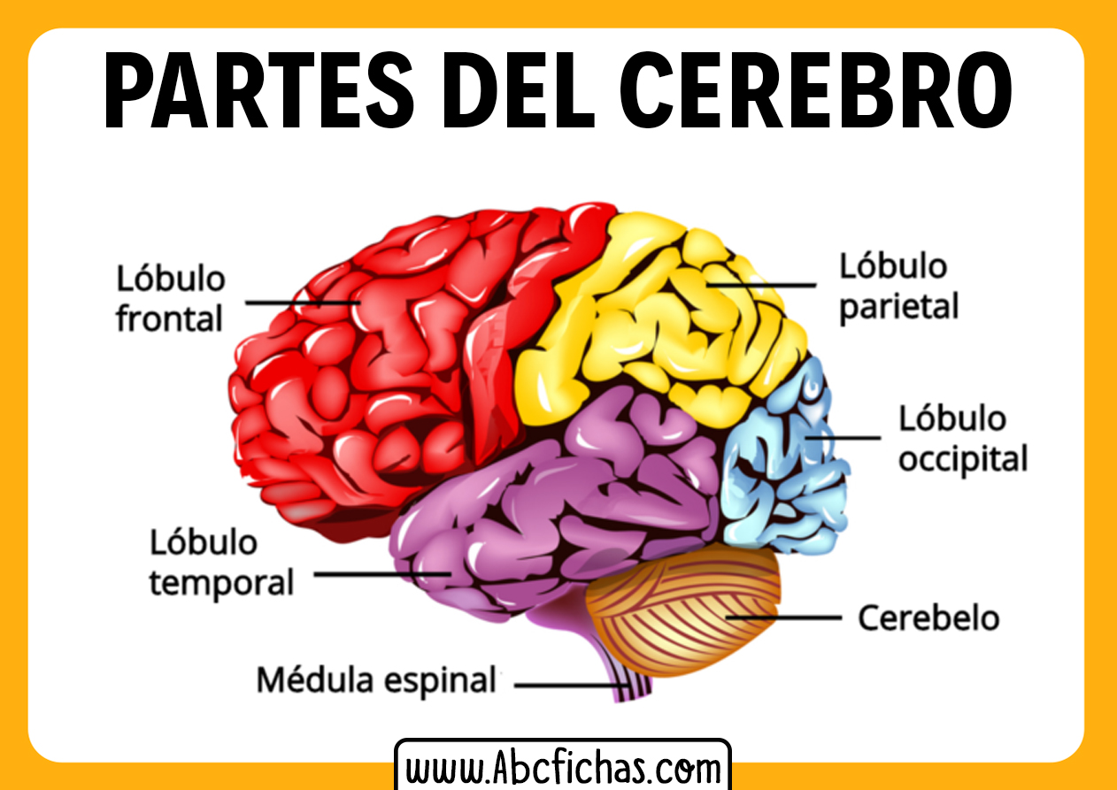 Estructura del cerebro humano