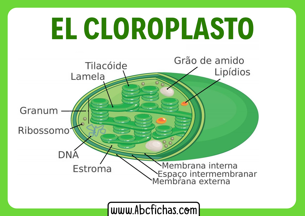 Estructura del cloroplasto