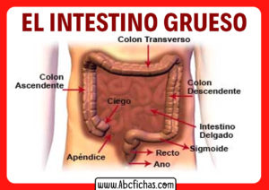 Estructura del intestino grueso