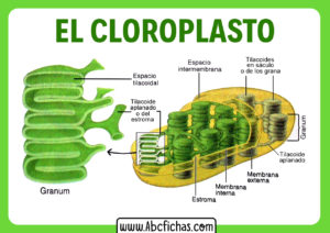 Estructura interna del cloroplasto