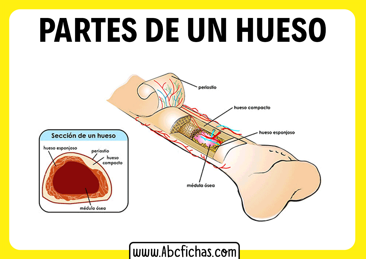 Estructura y anatomia interna de un hueso