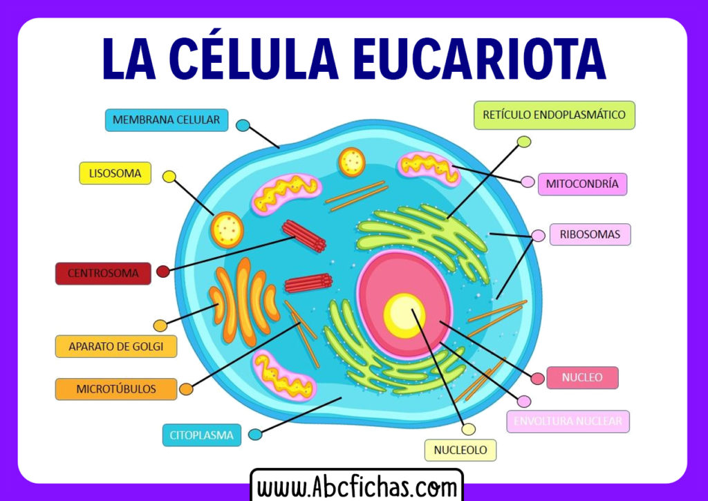 C lula Eucariota Qu Es Tipos Funciones Y Estructura XMTX C lula Eucariota Qu Es Tipos Funciones Y Estructura XMTX