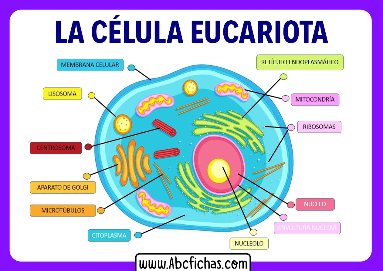 Estructura Y Partes De La Celula Eucariota Abc Fichas