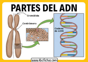 Estructura y partes del adn